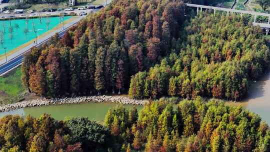 佛山顺德水杉林