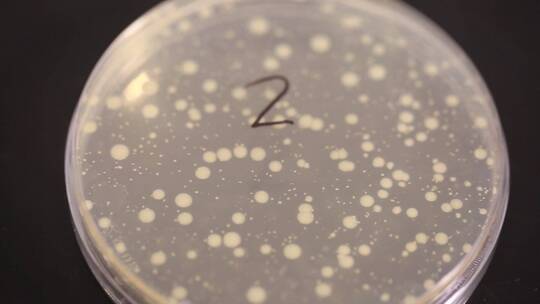 细菌培养基菌群检测细菌检测培养皿视频素材模板下载