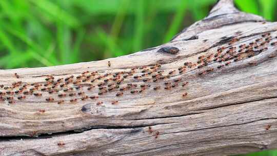 昆虫 蚂蚁 节肢动物视频素材模板下载