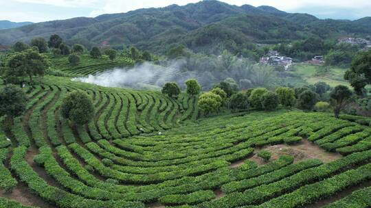 云南普洱茶山