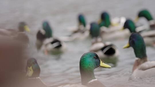 水中嬉戏的绿头鸭