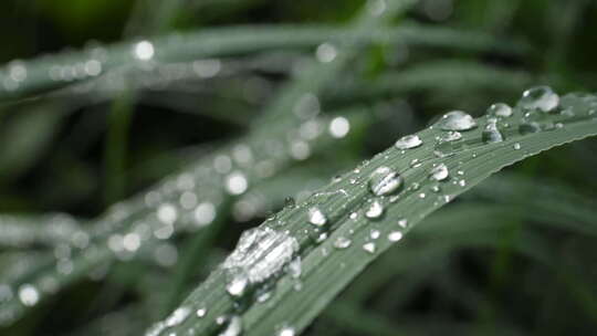 雨水滴落在植物上视频素材模板下载