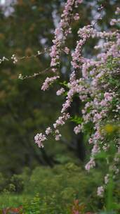 4K花草植物素材——蝟实