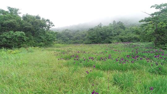 小花 喇叭花 野外风景 林间花草 花花草草