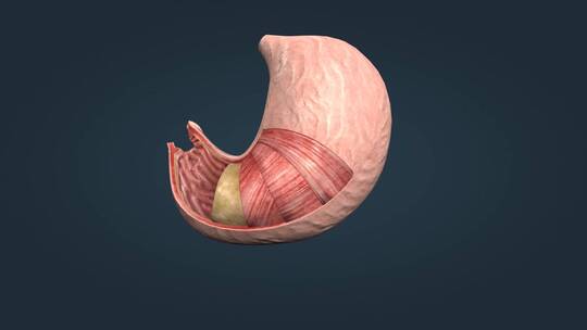 贲门幽门浆胃襞膜黏膜环形纵形斜形平滑肌层