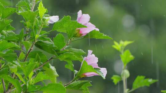 夏至 小暑 大暑节气空镜头