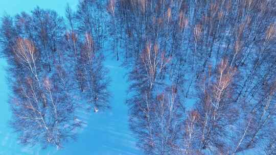 银色雪原冰雪白桦林