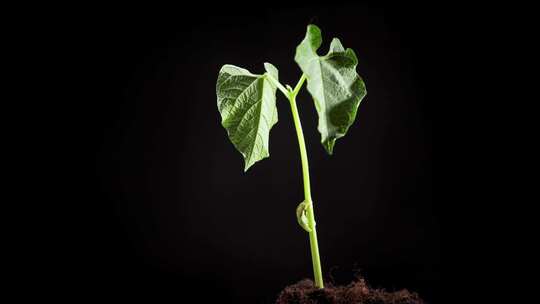 植物生长春天万物生长万物复苏生长延时