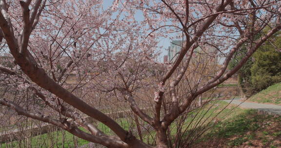 轨道升起拍摄满树盛开的樱花