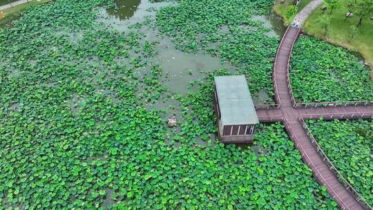 航拍福建漳州碧湖公园荷花池湿地生态