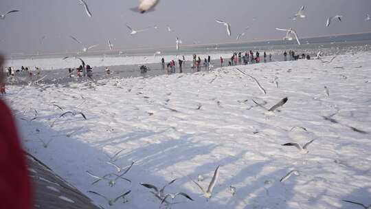 天津东疆港海边雪地西伯利亚海鸥群合集