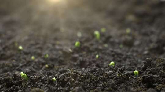 种子发芽 种子破土而出 植物生长延时视频素材模板下载