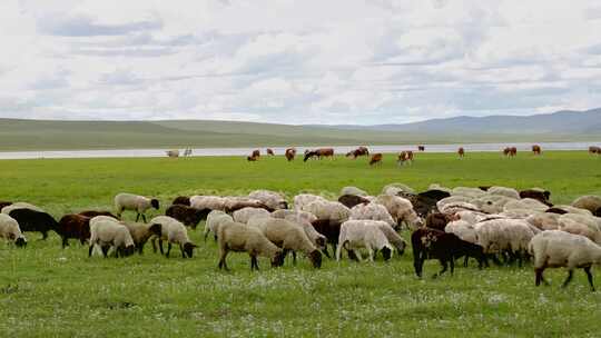 风光无限的蒙古草原