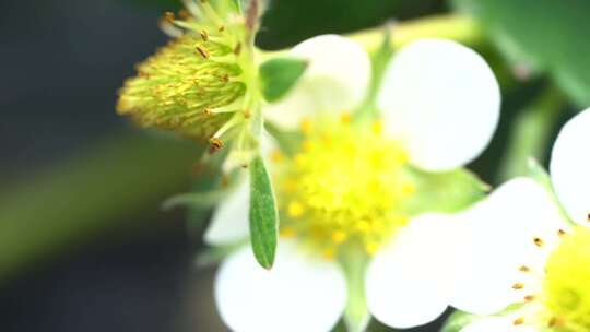 草莓花朵的特写镜头