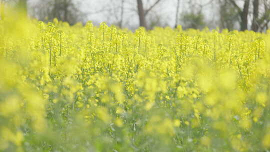 春天农村油菜花海蜜蜂采蜜