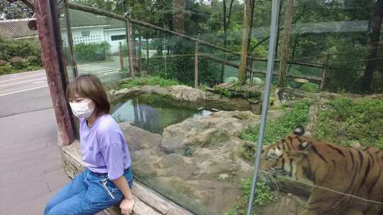 野生动物园老虎