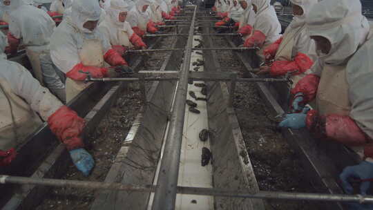 海参加工生产线工人在流水线上处理海鲜