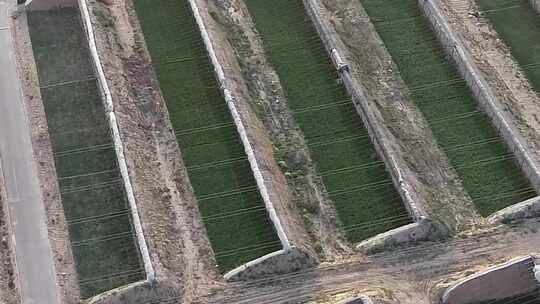 宁夏灵武白笈滩温室大棚航拍6