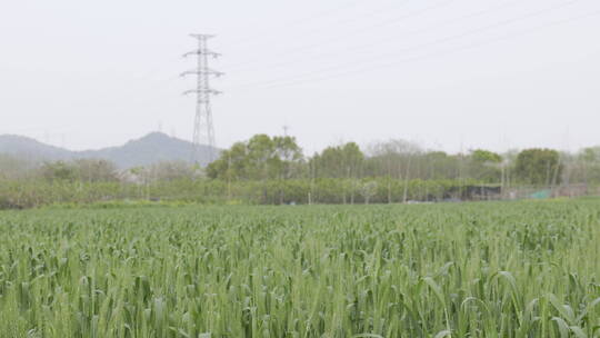 麦麦田风光