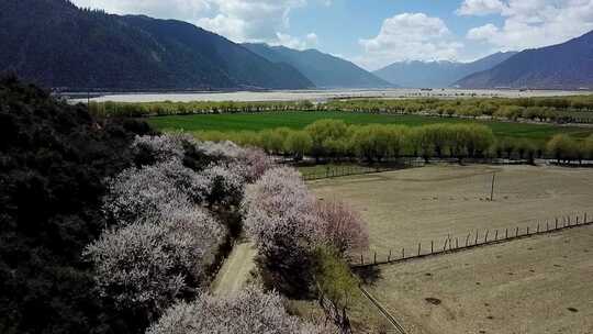 航拍西藏林芝尼洋河畔桃花田园