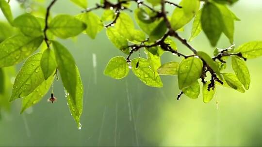 在倾盆大雨中落叶