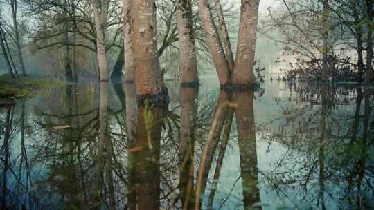 洪水期间水中的树木，水面上的锋面，法国多