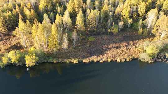 航拍秋天森林河岸白桦林风景视频素材模板下载