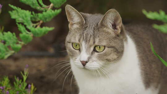 花园里的流浪猫特写视频素材模板下载