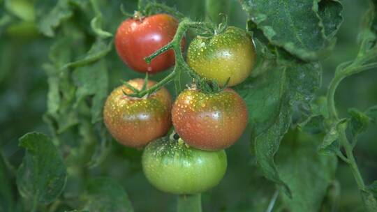 穆棱西红柿种植大棚