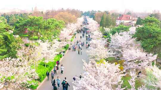 春天公园赏花人群 樱花    青岛中山公园