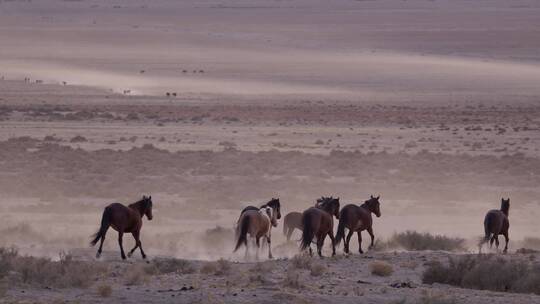 在沙漠中奔跑的马群视频素材模板下载
