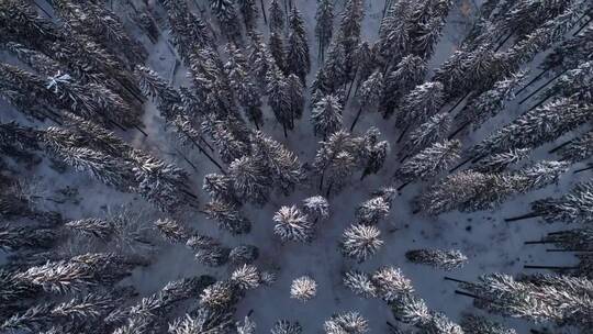 森林里白雪覆盖的细小松树_上图