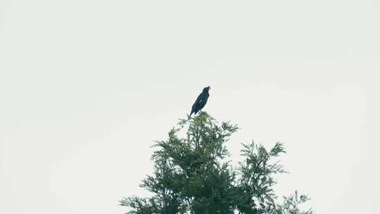 4K拍摄站在枝头的乌鸦