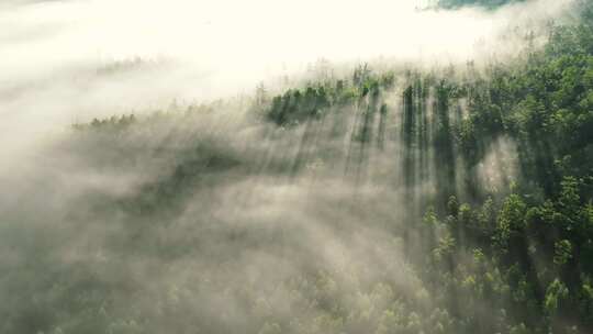 森林云海阳光穿透景象