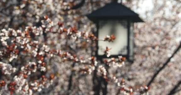 春天梨花盛开与路灯唯美空镜