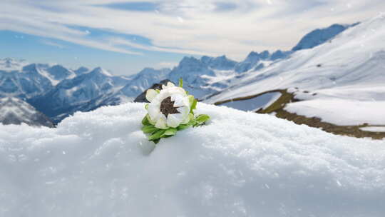 雪地天山雪莲