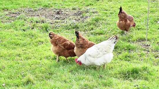 几只鸡在草地上啄食