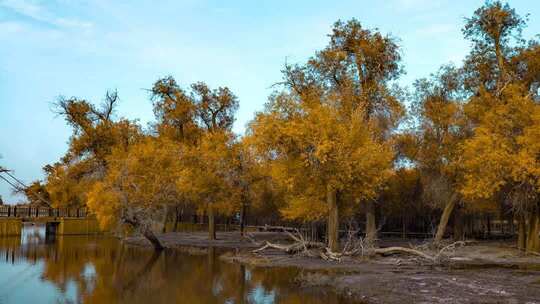 额济纳胡杨林小火车内蒙古风景秋天胡杨