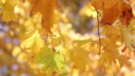 4k金黄色秋天树叶阳光下婀娜多姿视频背景