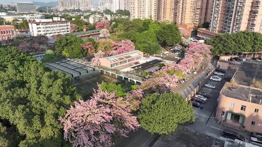 中国广东省广州市天河区华南师范大学异木棉