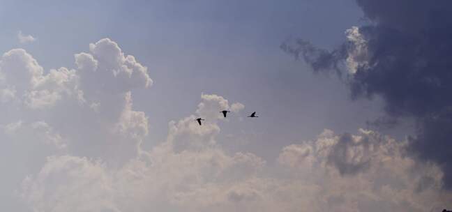 鸟儿在乌云密布的天空中飞翔