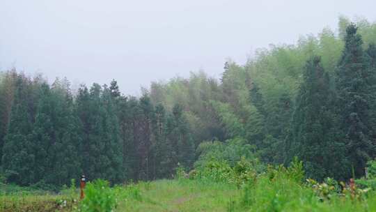 河流 水流   下雨天 树叶 水滴 下雨