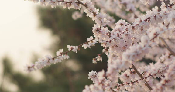 春天盛开梅花樱花悬挂风铃