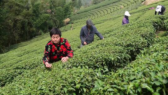 茶叶茶绿茶采茶茶山春茶茶园4K实拍视频素材模板下载