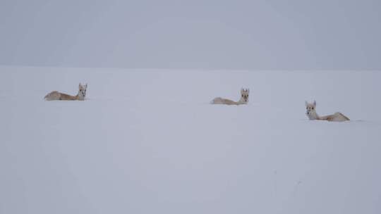 三只雪地里休息的黄羊蒙原羚