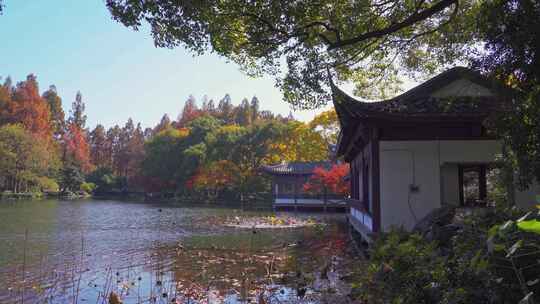 杭州西湖曲院风荷秋天水榭残荷风景