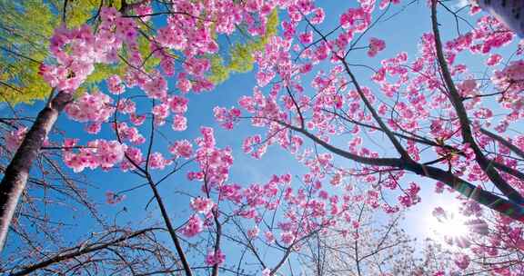 春天春季唯美的樱花空镜实拍
