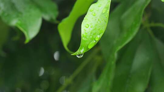 下雨天桂花树金桂八月桂花植物水滴升格