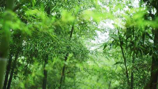 竹林竹叶禅意下雨天唯美空镜