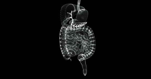 消化系统全息图